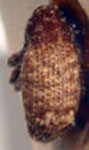  Euscepes postfasciatus