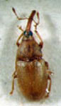 Andranthobius argentinensis