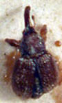  Anthonomus rubricosus