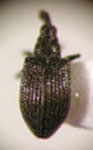 Omoides humeralis v. azarae