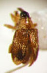 Omoides uretanus
