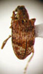 Rhopalomerus tenuirostris