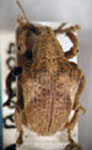  Gonipterus scutellatus
