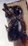  Myrmex pilosus