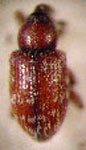 Smicronyx argentinensis
