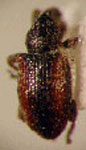 Smicronyx chilensis