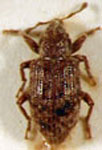  Listronotus sp. 5 
