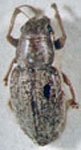 Atrichonotus marginatus