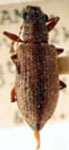 Macrostylus tenuicornis