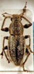 Naupactus sp.59