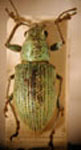 Naupactus sp.62