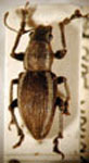 Naupactus sp.66