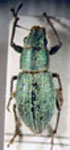  Pantomorus viridisquamosus