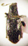  Polydrusus chilensis