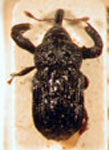  Laemosaccus sp. 2