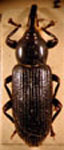 Amalactus nigritus thaliae