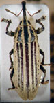  Acrotomopus obtusus