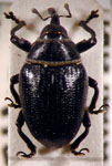  Rhyssomatus marginatus