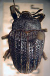  Rhyssomatus pilosipes