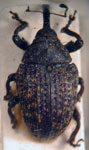  Rhyssomatus rubidus
