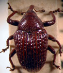  Rhyssomatus sp.1