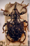  Conotrachelus adaequatus