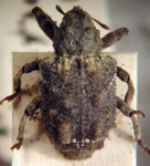  Conotrachelus albipunctatus