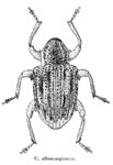 Conotrachelus albomarginatus