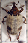  Conotrachelus bisignatus