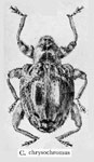  Conotrachelus chrysocromus
