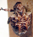  Conotrachelus clivosus