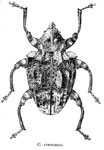  Conotrachelus coronifer