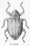 Conotrachelus crinitus