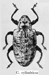  Conotrachelus cylindricus