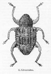  Conotrachelus fulvocrinitus