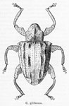  Conotrachelus gibbosus