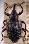  Conotrachelus heteropunctatus