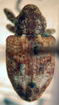  Conotrachelus leucophrys