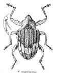  Conotrachelus magnifasciatus
