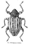  Conotrachelus oblongopunctatus