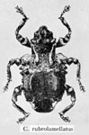  Conotrachelus rubrolamellatus