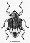  Conotrachelus rufocaudatus