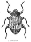  Conotrachelus semifasciatus