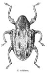  Conotrachelus stylifer
