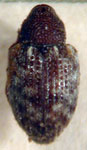  Pheloconus rubicundulus