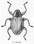 Pheloconus rufovalis