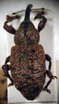  Heilipodus dorsosulcatus