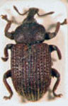  Petalochilus lineolatus