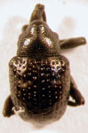  Chalcodermus angulicollis