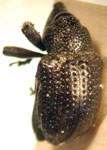  Chalcodermus bimaculatus